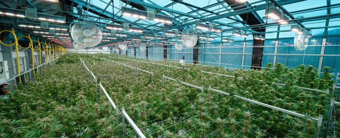 Grow Room Photo Above