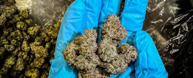 Aruna Sun Grown Photo 1 Web